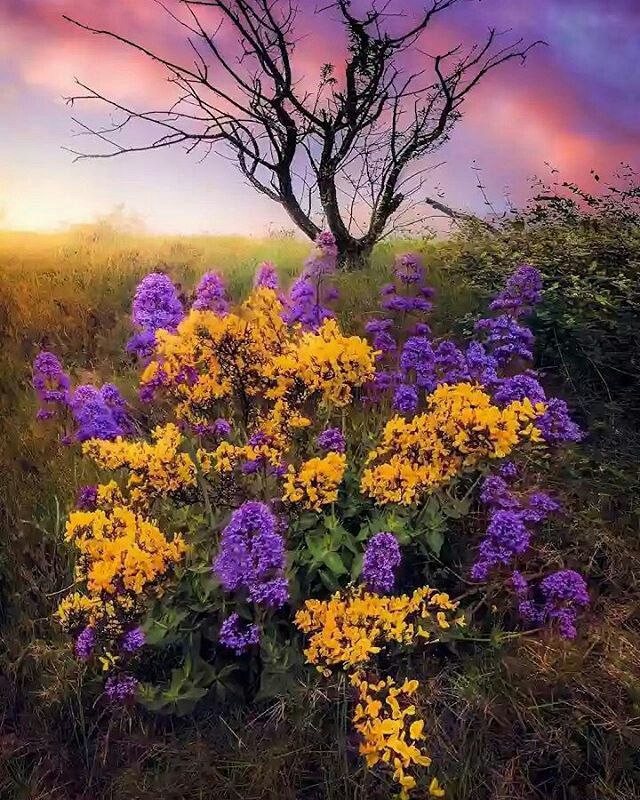 زنگیان مسلمان