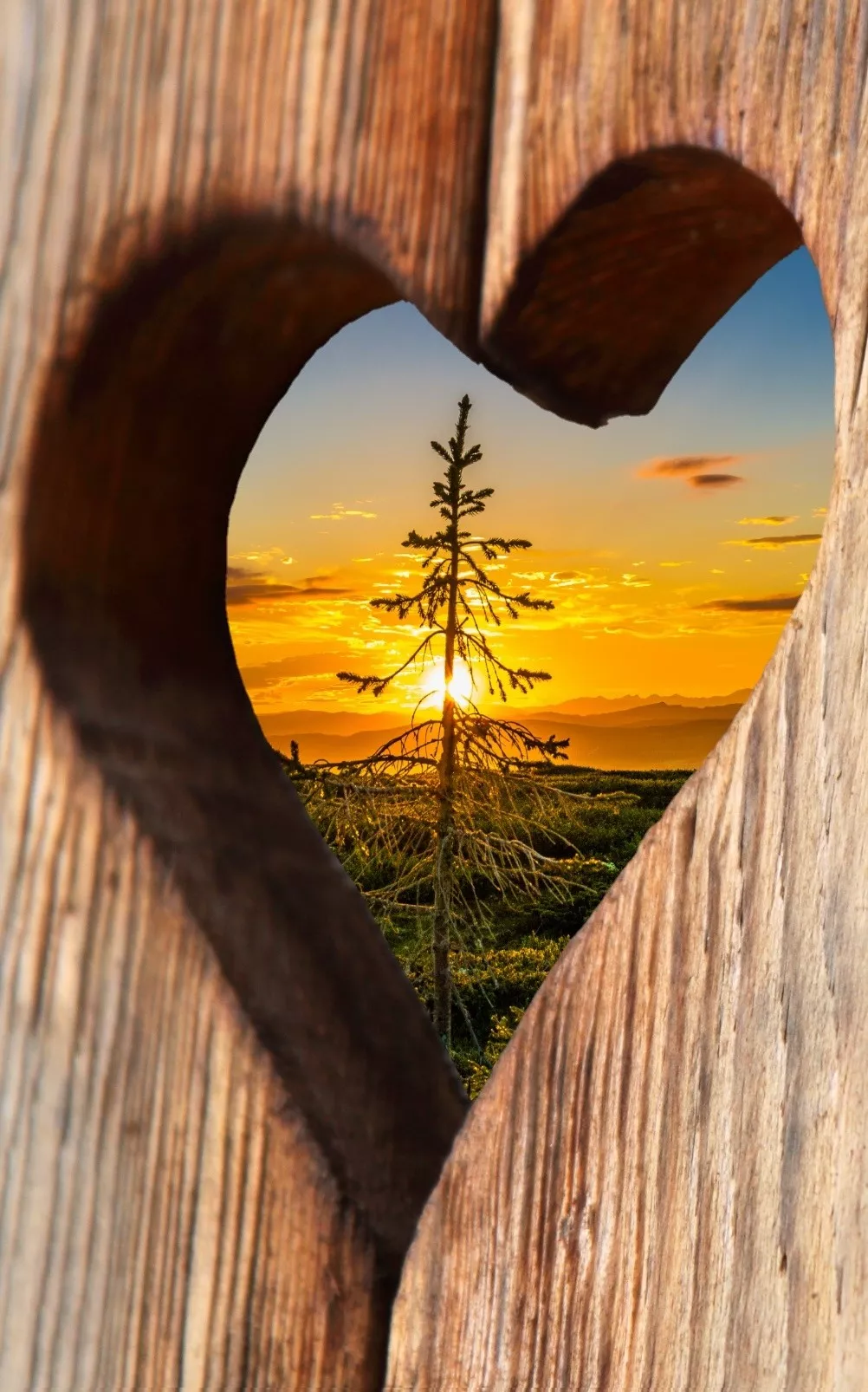 وقتی خورشید به پنجره اتاقم تابید