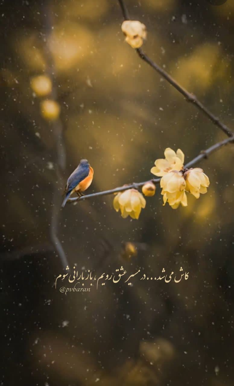 تولدت را بخاطر بسپار