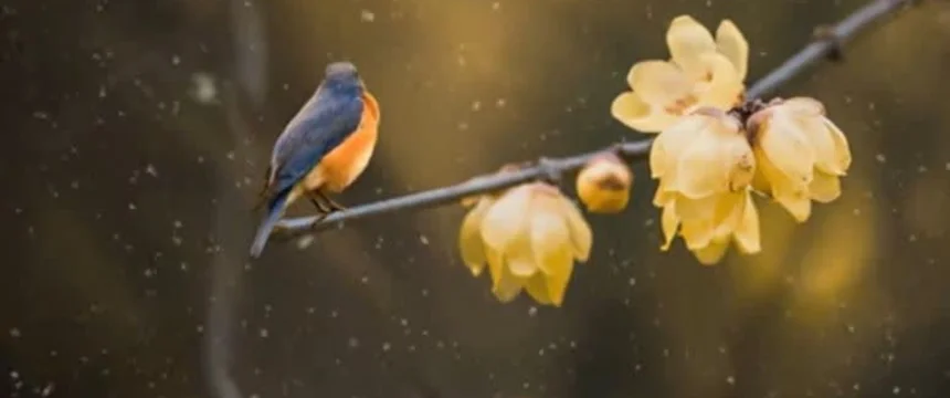 تولدت را بخاطر بسپار