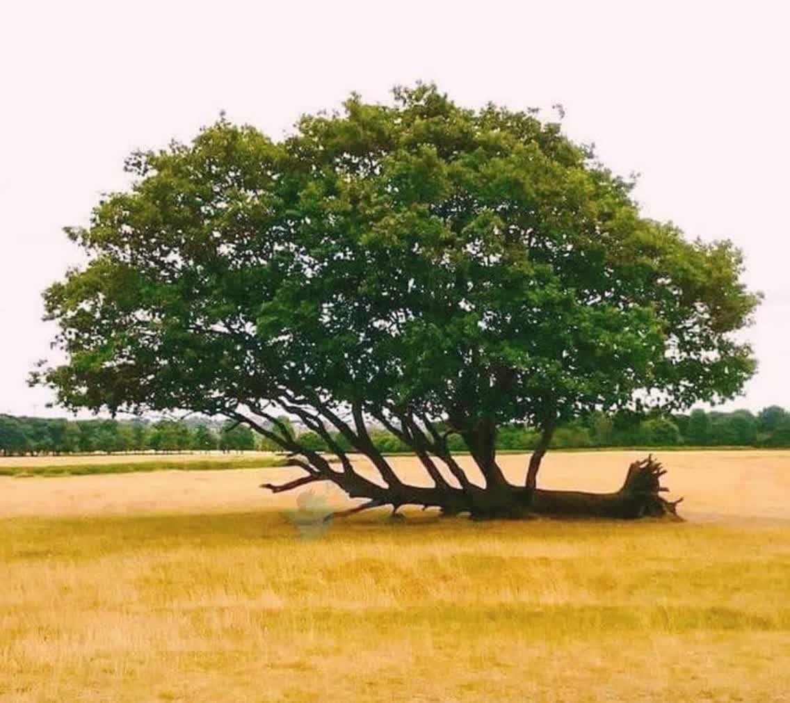 تویی که نمیشناختمت