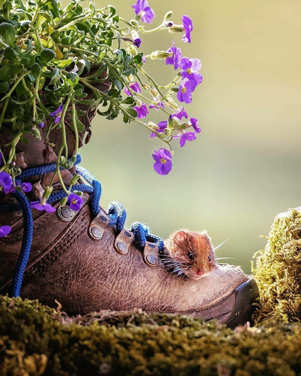 تجربه اولین مرگ