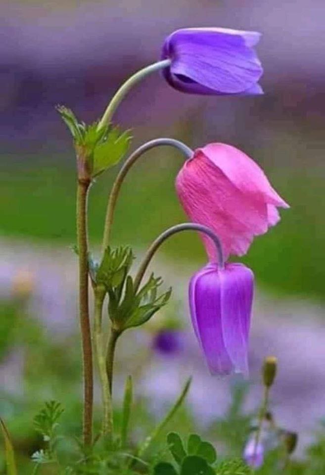 قرض الحسنه مهر