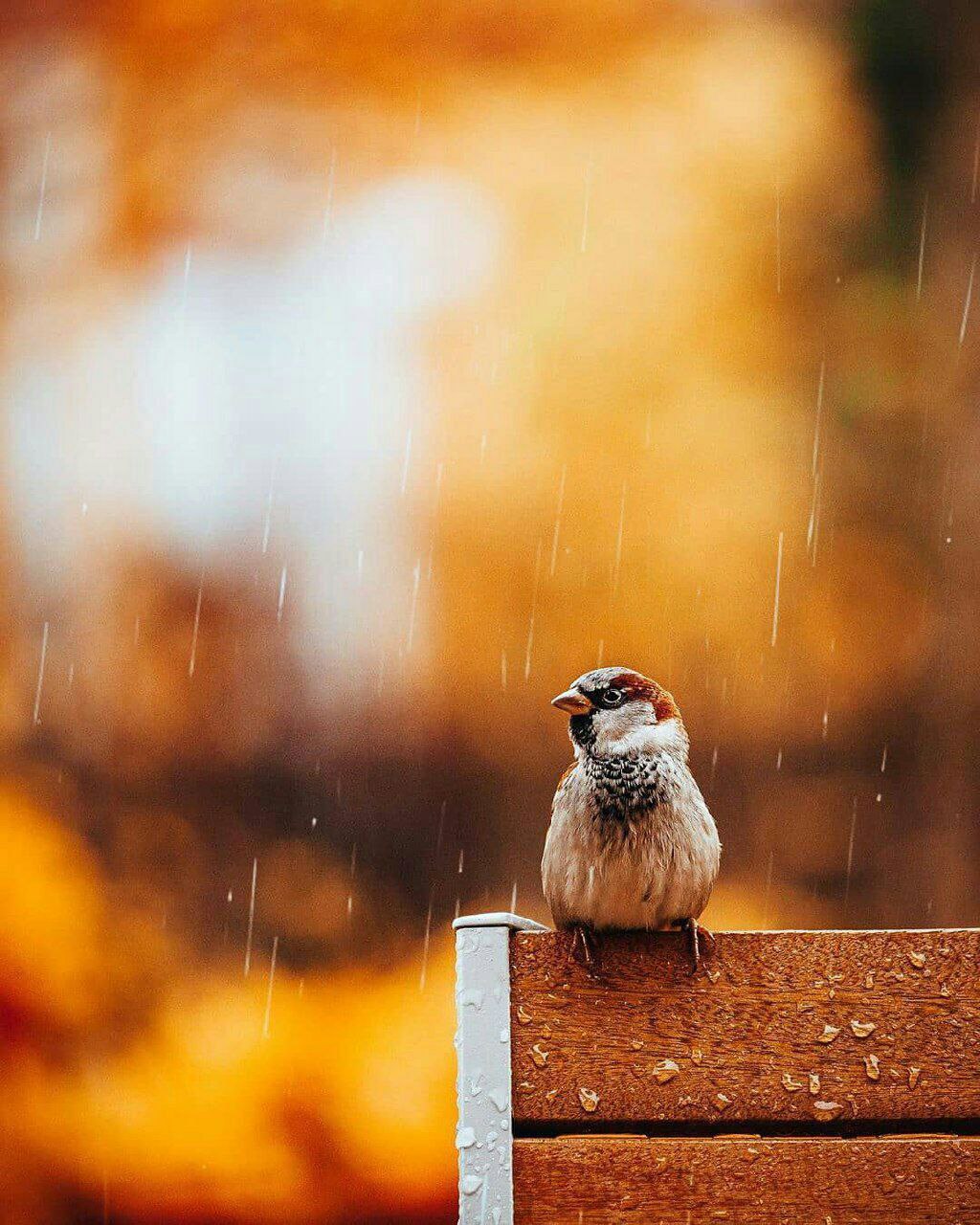 پرواز را بخاطر بسپار