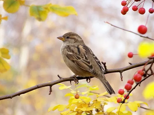 مگر یک گنجشک چه می خواهد