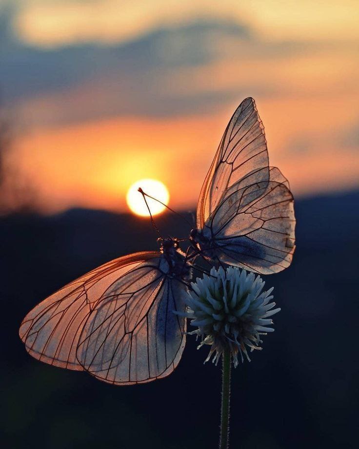 هنر "نه نگفتن"