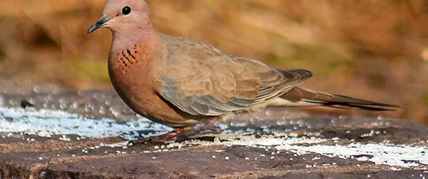 قلبم را بشکافید