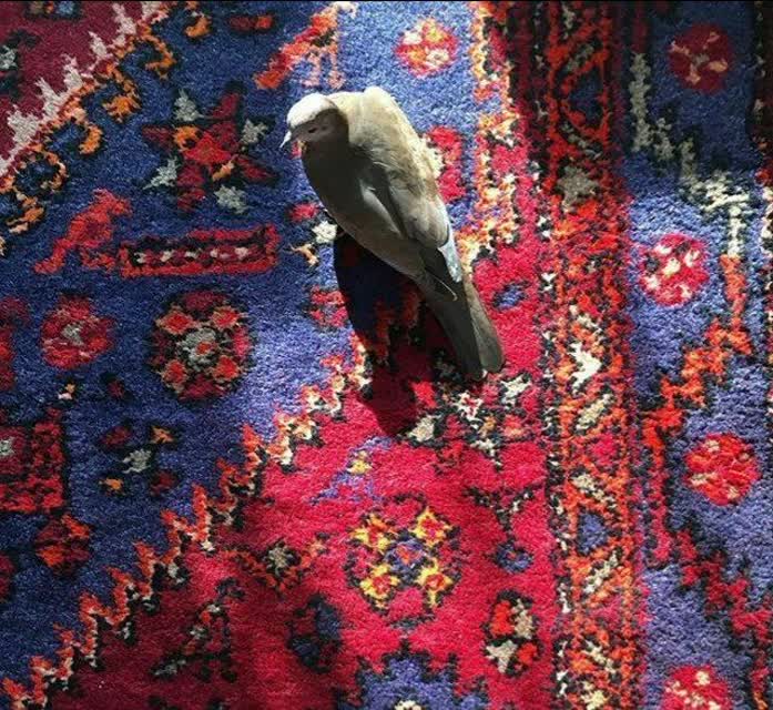 قلبم را بتکان