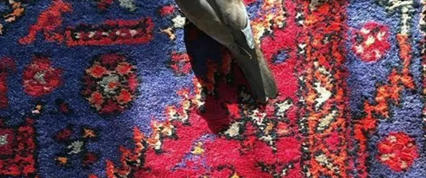 قلبم را بتکان