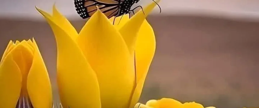 نماز آیات